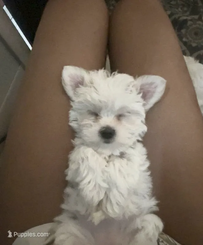 Joy – Mal Shi puppy for sale in Farmington, MN