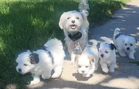 Joy, a female Mal Shi for sale in Farmington, MN – 8 of 10