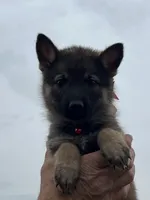 Red L F, a female German Shepherd Dog for sale in Irwinton, GA – Photo 1 of 7