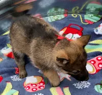 Red L F, a female German Shepherd Dog for sale in Irwinton, GA – Photo 4 of 7