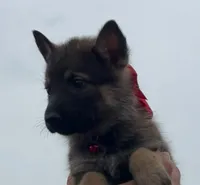 Red L F, a female German Shepherd Dog for sale in Irwinton, GA – Photo 3 of 7