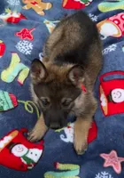 Red L F, a female German Shepherd Dog for sale in Irwinton, GA – Photo 5 of 7