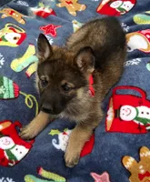 Red L F, a female German Shepherd Dog for sale in Irwinton, GA – Photo 2 of 7