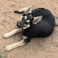 Free Black and Tan, a female German Shepherd Dog for sale in Irwinton, GA – Photo 6 of 10