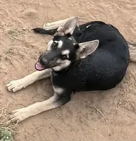 Black and Tan, a female German Shepherd Dog for sale in Irwinton, GA – Photo 6 of 10