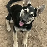 Free Black and Tan, a female German Shepherd Dog for sale in Irwinton, GA – Photo 2 of 10