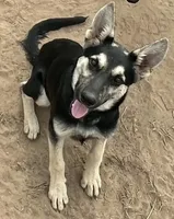Black and Tan, a female German Shepherd Dog for sale in Irwinton, GA – Photo 2 of 10