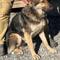 Free Black and Tan, a female German Shepherd Dog for sale in Irwinton, GA – Photo 10 of 10