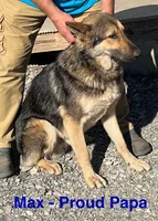 Black and Tan, a female German Shepherd Dog for sale in Irwinton, GA – Photo 10 of 10