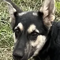 Free Black and Tan, a female German Shepherd Dog for sale in Irwinton, GA – Photo 4 of 10