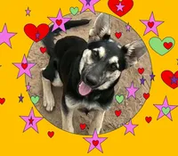 Black and Tan, a female German Shepherd Dog for sale in Irwinton, GA – Photo 1 of 10