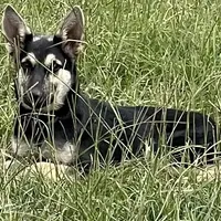 Free Black and Tan, a female German Shepherd Dog for sale in Irwinton, GA – Photo 3 of 10