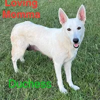 Free Black and Tan, a female German Shepherd Dog for sale in Irwinton, GA – Photo 9 of 10