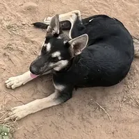 Free Black and Tan, a female German Shepherd Dog for sale in Irwinton, GA – Photo 5 of 10