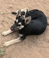 Black and Tan, a female German Shepherd Dog for sale in Irwinton, GA – Photo 5 of 10
