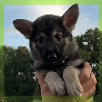 Free Black and Tan, a female German Shepherd Dog for sale in Irwinton, GA – Photo 8 of 10