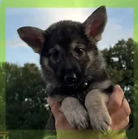 Black and Tan, a female German Shepherd Dog for sale in Irwinton, GA – Photo 8 of 10