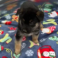 Pink L F, a female German Shepherd Dog for sale in Irwinton, GA – Photo 3 of 9