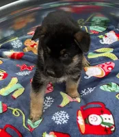 Pink L F, a female German Shepherd Dog for sale in Irwinton, GA – Photo 3 of 9