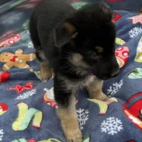 Pink L F, a female German Shepherd Dog for sale in Irwinton, GA – Photo 7 of 9
