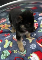 Pink L F, a female German Shepherd Dog for sale in Irwinton, GA – Photo 7 of 9