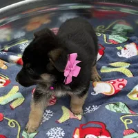 Pink L F, a female German Shepherd Dog for sale in Irwinton, GA – Photo 5 of 9