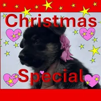 Pink L F, a female German Shepherd Dog for sale in Irwinton, GA – Photo 1 of 9