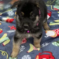 Pink L F, a female German Shepherd Dog for sale in Irwinton, GA – Photo 6 of 9