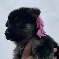 Pink L F, a female German Shepherd Dog for sale in Irwinton, GA – Photo 2 of 9