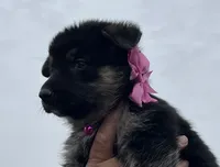 Pink L F, a female German Shepherd Dog for sale in Irwinton, GA – Photo 2 of 9