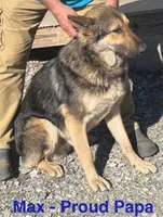 Pink L F, a female German Shepherd Dog for sale in Irwinton, GA – Photo 9 of 9