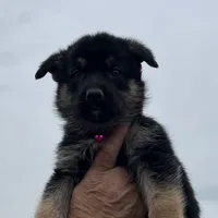 Pink L F, a female German Shepherd Dog for sale in Irwinton, GA – Photo 4 of 9