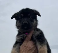 Pink L F, a female German Shepherd Dog for sale in Irwinton, GA – Photo 4 of 9