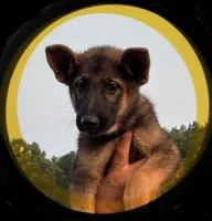 Yellow, a female German Shepherd Dog for sale in Irwinton, GA – Photo 6 of 8