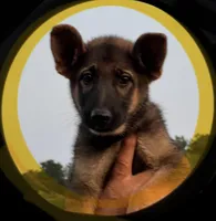 Yellow, a female German Shepherd Dog for sale in Irwinton, GA – Photo 5 of 8