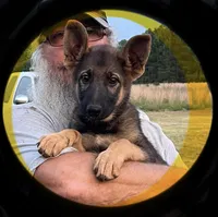 Yellow, a female German Shepherd Dog for sale in Irwinton, GA – Photo 3 of 8