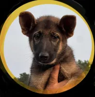 Yellow, a female German Shepherd Dog for sale in Irwinton, GA – Photo 1 of 8
