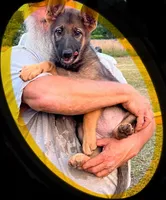 Yellow, a female German Shepherd Dog for sale in Irwinton, GA – Photo 4 of 8