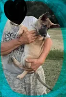 Aqua, a female German Shepherd Dog for sale in Irwinton, GA – Photo 4 of 10