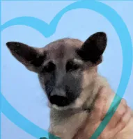 Aqua, a female German Shepherd Dog for sale in Irwinton, GA – Photo 1 of 10