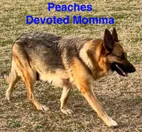 Aqua, a female German Shepherd Dog for sale in Irwinton, GA – Photo 9 of 10