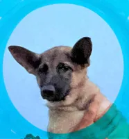 Aqua, a female German Shepherd Dog for sale in Irwinton, GA – Photo 5 of 10