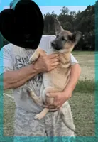 Aqua, a female German Shepherd Dog for sale in Irwinton, GA – Photo 8 of 10