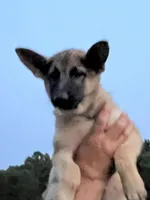 Aqua, a female German Shepherd Dog for sale in Irwinton, GA – Photo 7 of 10