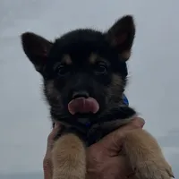 Blue L M, a male German Shepherd Dog for sale in Irwinton, GA – Photo 6 of 9