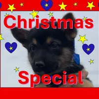 Blue L M, a male German Shepherd Dog for sale in Irwinton, GA – Photo 1 of 9