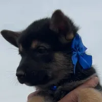 Blue L M, a male German Shepherd Dog for sale in Irwinton, GA – Photo 4 of 9