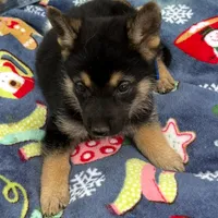 Blue L M, a male German Shepherd Dog for sale in Irwinton, GA – Photo 7 of 9
