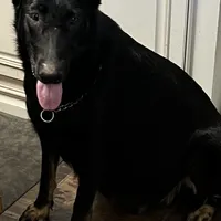 Blue L M, a male German Shepherd Dog for sale in Irwinton, GA – Photo 8 of 9