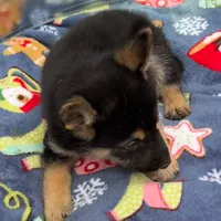 Blue L M, a male German Shepherd Dog for sale in Irwinton, GA – Photo 5 of 9